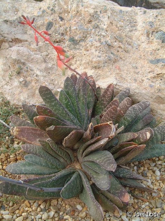 Gasteria disticha v. compacta ©JL DSCF1455